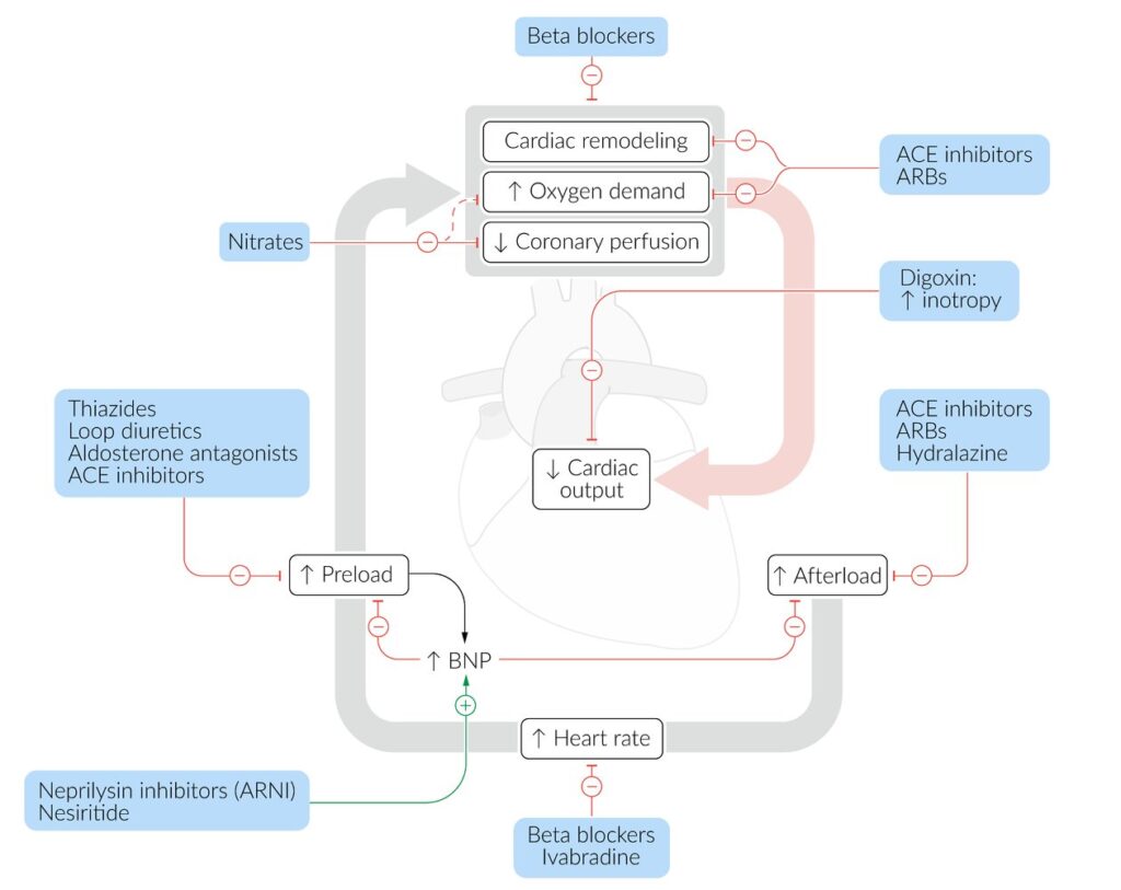Mecanismo de acción: fármacos utilizados en la insuficiencia cardíaca.