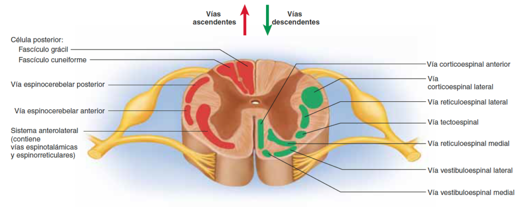 Vías de la médula espinal. Todas las vías ilustradas se encuentran a ambos lados de la médula, pero sólo se muestran las
vías sensitivas ascendentes a la izquierda (rojo) y las vías motoras descendentes a la derecha (verde).