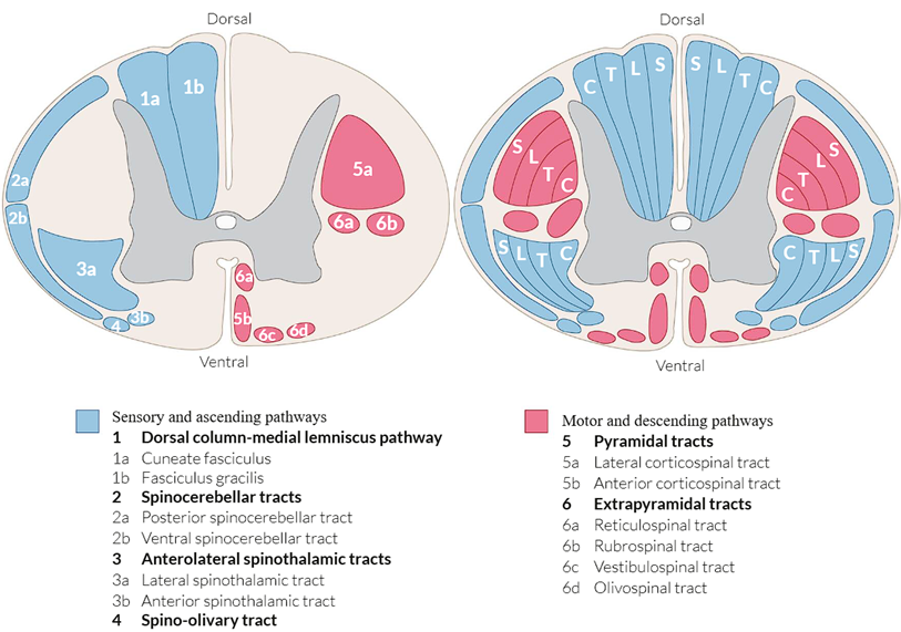 Descripción general de las vías ascendentes y descendentes de la médula espinal