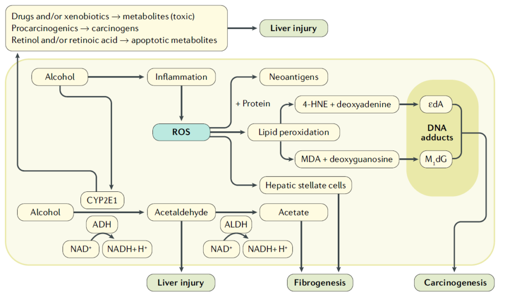 Metabolic pathways related to alcohol