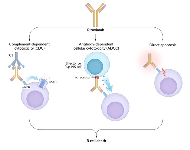 Mecanismos de acción de rituximab en células B: citotoxicidad dependiente del complemento (CDC), citotoxicidad celular dependiente de anticuerpos (ADCC) y apoptosis directa, que llevan a la muerte de la célula B.