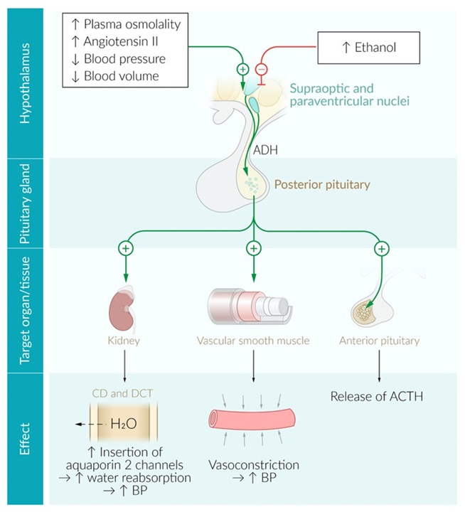 Regulación de la hormona antidiurética (ADH) y sus efectos en riñón, músculo liso vascular y glándula pituitaria anterior. La ADH promueve la reabsorción de agua y la vasoconstricción, contribuyendo al aumento de la presión arterial. La secreción de ADH es estimulada por cambios en osmolaridad, presión y volumen sanguíneo, y es inhibida por el etanol.