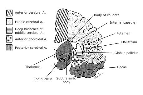 Principales territorios vasculares cerebrales
