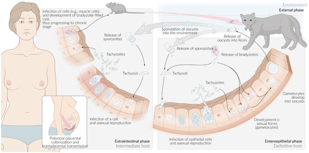 Ciclo de vida de Toxoplasma gondii