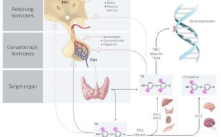 Ataque isquémico transitorio ABCD2 score