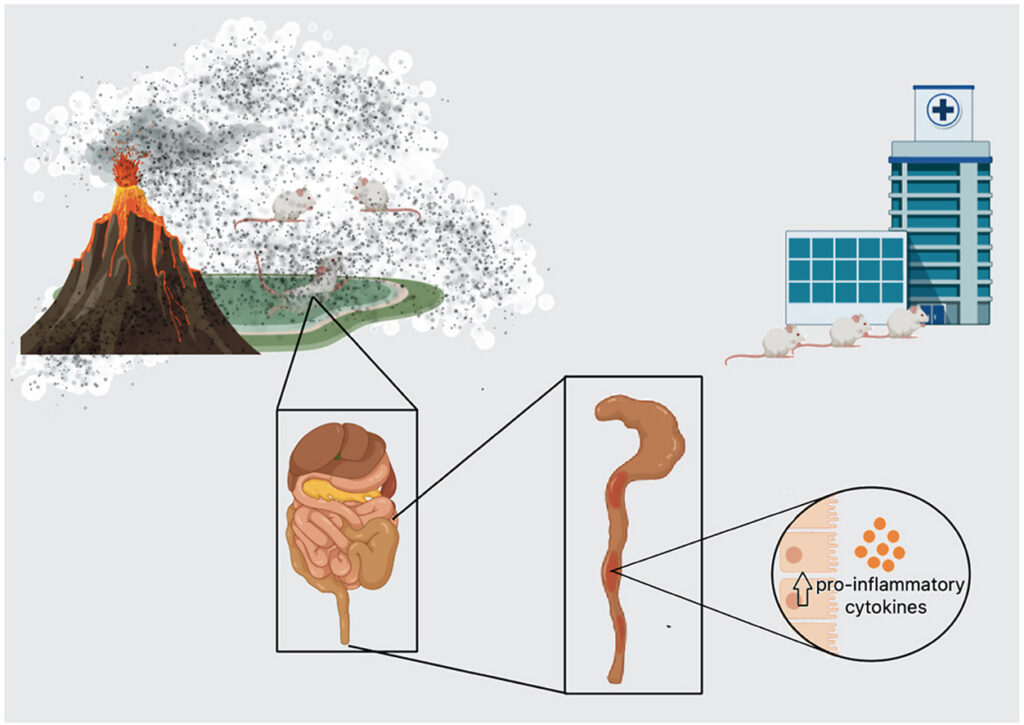 Ceniza volcánica y enfermedad inflamatoria intestinal