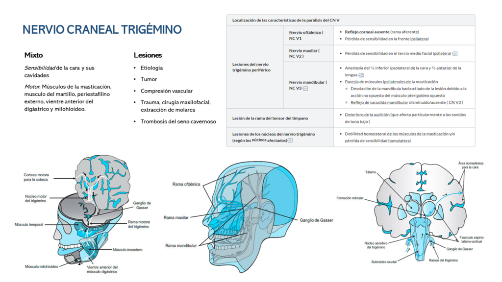 Representación anatómica y funcional del nervio trigémino (CN V) con sus tres ramas principales (oftálmica, maxilar y mandibular), sus funciones sensitivas y motoras, y las características clínicas de lesiones comunes.