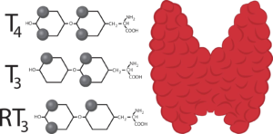 Hormonas tiorideas 