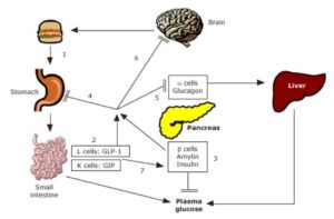 En individuos sanos, (1) la ingestión de alimentos produce (2) la liberación de péptidos gastrointestinales (GLP-1 y GIP), así como (3) hormonas de las células beta pancreáticas (insulina y amilina). El GLP-1 y la amilina, en particular, tienen efectos inhibidores sobre (4) el vaciamiento gástrico, (5) la liberación de glucagón y (6) el apetito. (7) Tras la absorción de alimentos, el GLP-1 y el GIP promueven la secreción de insulina, también conocida como efecto incretina. En la diabetes, estos pasos se ven alterados.