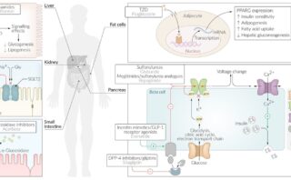 Agonistas de GLP-1: Un Enfoque Moderno para el Manejo de la Diabetes Mellitus Tipo 2