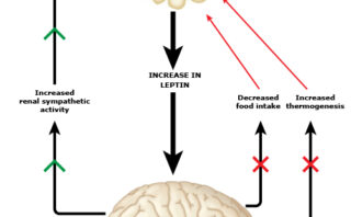 Abordaje Integral de la Obesidad