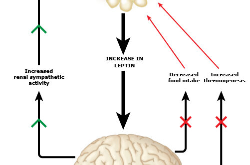 Abordaje Integral de la Obesidad