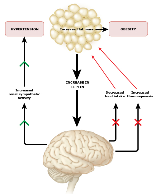 La resistencia selectiva a la leptina ayuda a explicar cómo los altos niveles de leptina circulante en la obesidad pueden contribuir a la hipertensión y al exceso simpático a pesar de la resistencia a los efectos metabólicos de esta hormona. La estimulación simpática renal a largo plazo causada por niveles altos de leptina podría elevar el tono simpático renal, lo que conduce a la hipertensión, mientras que la pérdida de la capacidad de la leptina para disminuir la ingesta de alimentos y aumentar la termogénesis promueve la obesidad al aumentar la adiposidad.
