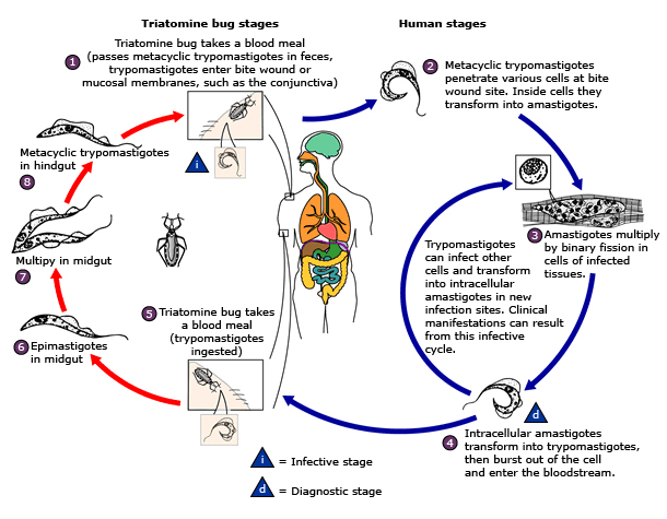 Ciclo de vida del Trypanosoma cruzi