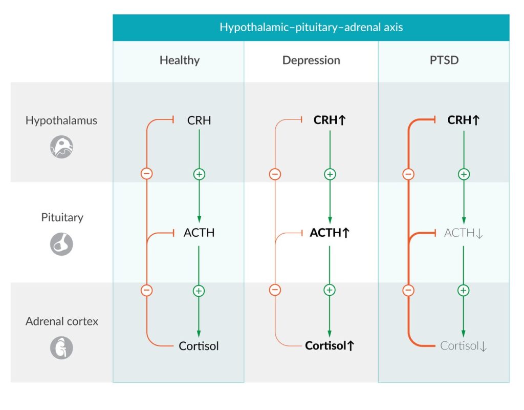 Desregulación del eje hipotálamo-hipófisis-suprarrenal en el TEPT y la depresión

Eje hipotálamo-hipófisis-suprarrenal (HPA) en el estado fisiológico, en la depresión mayor y en el trastorno de estrés postraumático (TEPT).

Izquierda: Fisiológicamente, la liberación de cortisol se reduce a través de un mecanismo de retroalimentación negativa.

Centro: En pacientes con depresión mayor, el eje HPA suele ser hiperactivo, con niveles elevados de cortisol a una sensibilidad de retroalimentación reducida. Un posible mecanismo subyacente es una disminución de la función o el número de receptores de glucocorticoides.

Derecha: En pacientes con trastorno de estrés postraumático, los niveles de cortisol se reducen, a pesar de los niveles constantemente elevados de CRH. El aumento persistente de la estimulación de CRH en la glándula pituitaria conduce a una regulación a la baja de los receptores de CRH y, por lo tanto, a una reducción de la producción de ACTH y la liberación de cortisol. Además, el aumento de la sensibilidad de la retroalimentación conduce a una disminución de la producción de ACTH. A diferencia de la depresión, la función o el número de receptores de glucocorticoides está aumentada.