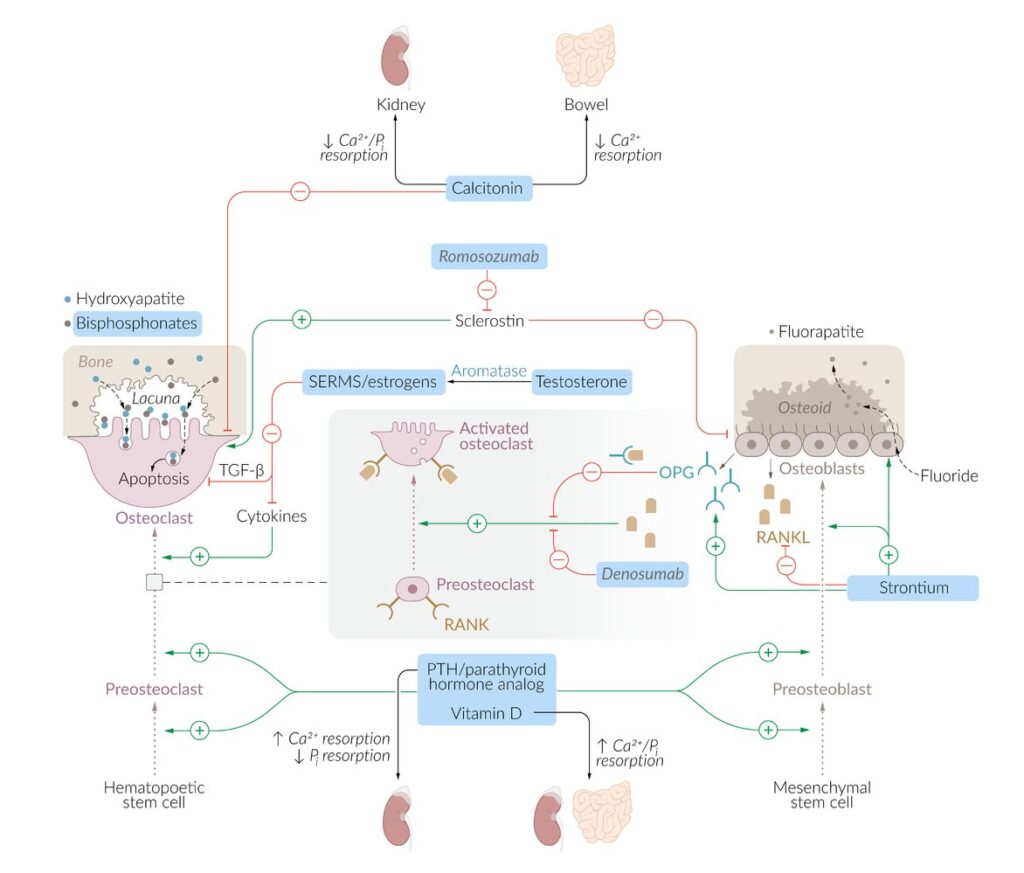 Mecanismo de acción: medicación para la osteoporosis
– Calcitonina: inhibe la actividad de los osteoclastos y reduce la resorción renal y gastrointestinal del calcio
– Romosozumab: un anticuerpo monoclonal que se une a la esclerostina, promoviendo la formación ósea e inhibiendo la resorción ósea 
– Moduladores selectivos de los receptores de estrógenos (SERM; p. ej., raloxifeno) y estrógenos: suprimen los mediadores químicos (p. ej., citocinas, TGFb), lo que resulta en la inhibición de la resorción ósea de los osteoclastos y promueve la apoptosis
de los osteoclastos 
– Bifosfonatos (alendronato, risedronato): inhiben la actividad de los osteoclastos y, por tanto, la resorción
ósea 
– Inhibidores de RANKL (denosumab): se unen a RANKL, evitando que active los osteoclastos a través del receptor
RANK 
– Estroncio: activa los osteoblastos y estimula los osteoclastos para producir osteoprotegerina (OPG), que inhibe la unión
de RANK-RANKL 
– PTH/análogos paratiroideos (teriparatida): promueven tanto la actividad de los osteoblastos como de los osteoclastos, pero con el resultado neto de un aumento de la masa
ósea 
– Vitamina D: aumenta la absorción de calcio y fosfato del tracto gastrointestinal