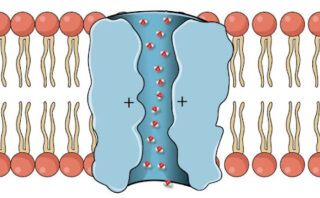 tuberculosis