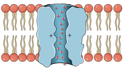 Representación de una acuaporina en la membrana celular. La acuaporina permite el paso selectivo de agua a través de la bicapa lipídica, regulando el equilibrio hídrico celular.