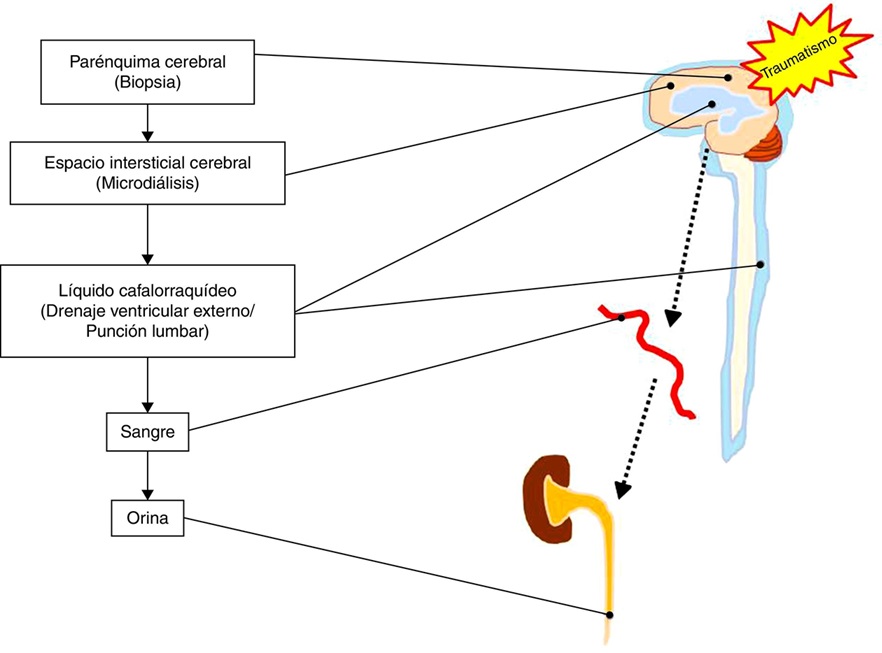 Fuentes potenciales donde pueden ser determinados los biomarcadores de daño cerebral.
