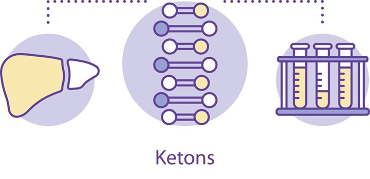 En la cetoacidosis diabética (CAD), las cetonas se producen en el hígado, específicamente en las mitocondrias de los hepatocitos, a través de un proceso conocido como cetogénesis. Este fenómeno ocurre como respuesta al déficit absoluto o relativo de insulina y al aumento de hormonas contrarreguladoras como el glucagón.