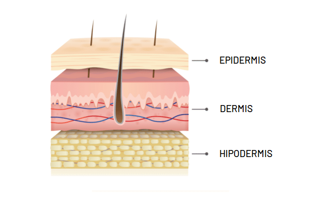 Capas de la Piel