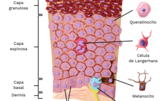 Examen Dermatología  | pregrado