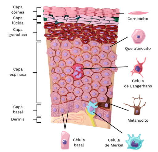 Capas de la Epidermis