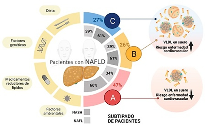 Subtipos de pacientes con enfermedad de hígado graso no alcohólico (NAFLD) y su relación con factores genéticos, ambientales y metabólicos. Se identifican tres subgrupos (A, B y C) con distintas prevalencias de esteatohepatitis no alcohólica (NASH) y hígado graso no alcohólico (NAFL). La cantidad de lipoproteínas de muy baja densidad (VLDL) en suero se asocia con el riesgo de enfermedad cardiovascular en cada subgrupo.