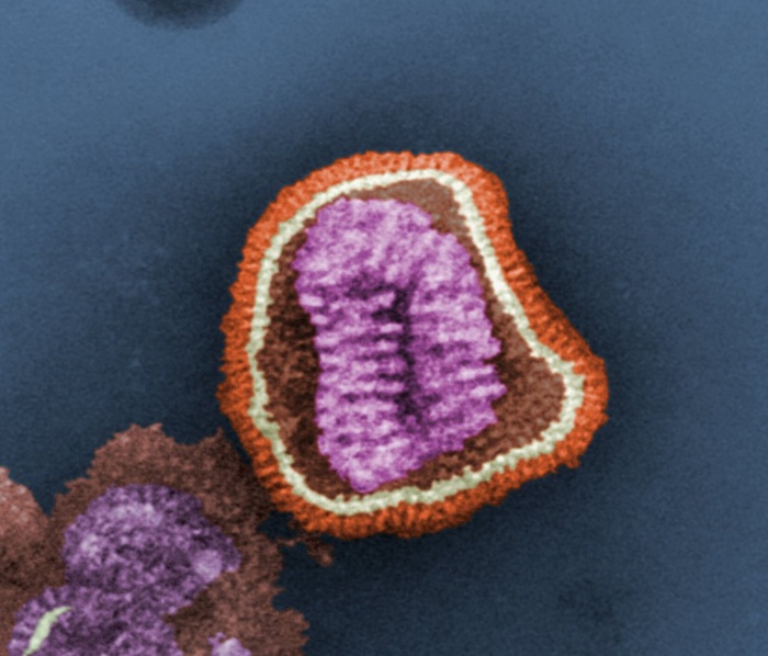 Micrografía electrónica coloreada de un virus de la influenza. La imagen muestra la estructura viral con su envoltura externa y el material genético en su interior. La influenza es una enfermedad respiratoria altamente contagiosa causada por los virus de la influenza A y B, con un impacto significativo en la salud pública a nivel global