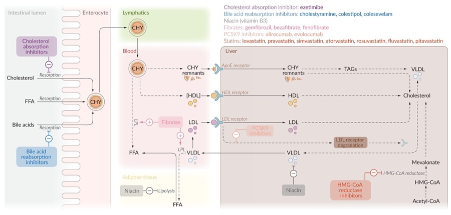 La imagen ilustra el metabolismo de los lípidos, destacando la absorción intestinal del colesterol y los ácidos biliares, su transporte en la sangre y su procesamiento hepático. Se muestran los principales fármacos utilizados para la reducción del colesterol LDL y sus mecanismos de acción:

Inhibidores de la absorción de colesterol (Ezetimiba): Disminuyen la resorción intestinal del colesterol.
Inhibidores de la reabsorción de ácidos biliares (Colestiramina, Colesevelam): Impiden la recirculación de los ácidos biliares, aumentando la excreción de colesterol.
Fibratos (Gemfibrozil, Bezafibrato, Fenofibrato): Favorecen la lipólisis y reducen los triglicéridos.
Inhibidores de PCSK9 (Alirocumab, Evolocumab): Facilitan la eliminación del LDL circulante al evitar la degradación de los receptores hepáticos de LDL.
Estatinas (Atorvastatina, Rosuvastatina, Simvastatina): Inhiben la HMG-CoA reductasa, reduciendo la síntesis hepática de colesterol.
Niacina (Vitamina B3): Reduce la lipólisis en el tejido adiposo, disminuyendo la liberación de ácidos grasos libres.
Las flechas y líneas punteadas en la imagen indican el flujo del metabolismo lipídico y los puntos de acción de los diferentes fármacos.