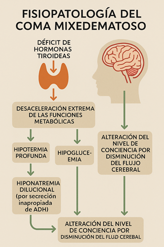El déficit severo de hormonas tiroideas conduce a una desaceleración extrema del metabolismo, lo que provoca hipotermia, hipoglucemia e hiponatremia dilucional. Estas alteraciones, junto con la disminución del flujo cerebral, generan un deterioro progresivo del estado de conciencia, característico de esta urgencia endocrinológica.