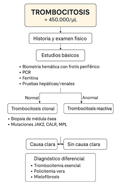 Algoritmo diagnóstico de la trombocitosis. La gráfica muestra el enfoque clínico inicial con historia y estudios básicos, seguido de la diferenciación entre trombocitosis clonal y reactiva. Se incluyen estudios complementarios como mutaciones JAK2, CALR y MPL, así como el diagnóstico diferencial en ausencia de causa clara.